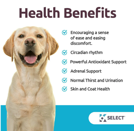 6 mg de mélatonine pour chiens : saveur de bœuf