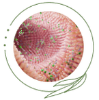 Gut Health