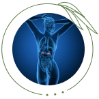 Hormone Balance