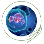 Immune System Function