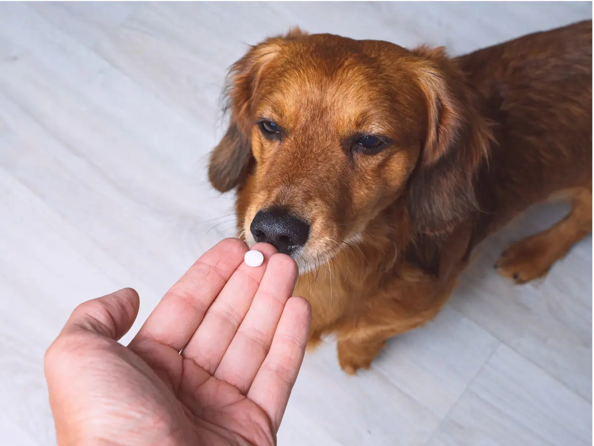 Melatonin for Dogs With Cushing’s: Dose, Timing, and Safety