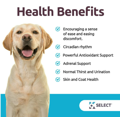 6 mg Melatonin for Dogs: Beef Flavor