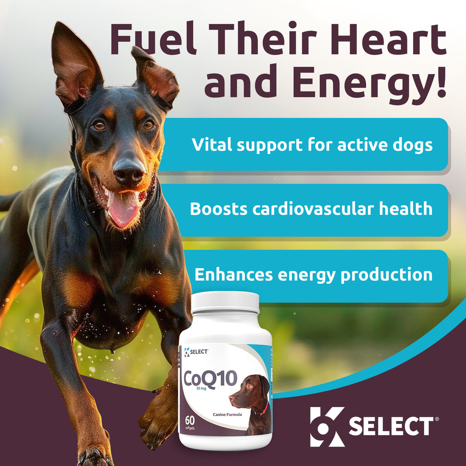 CoQ10 for Dogs