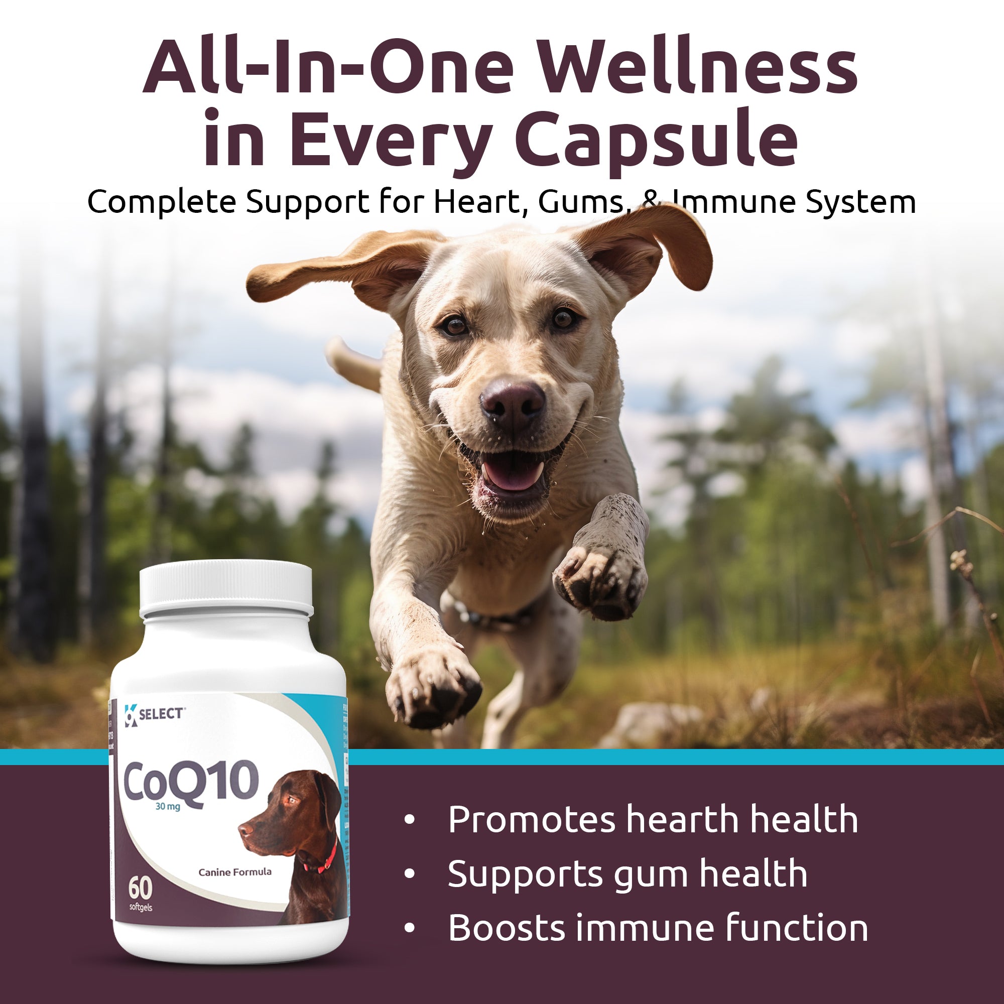 Buy K9 Select CoQ10 10mg For Dogs Lignans For Life Buy Lignans Online