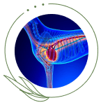 Cardiovascular Health