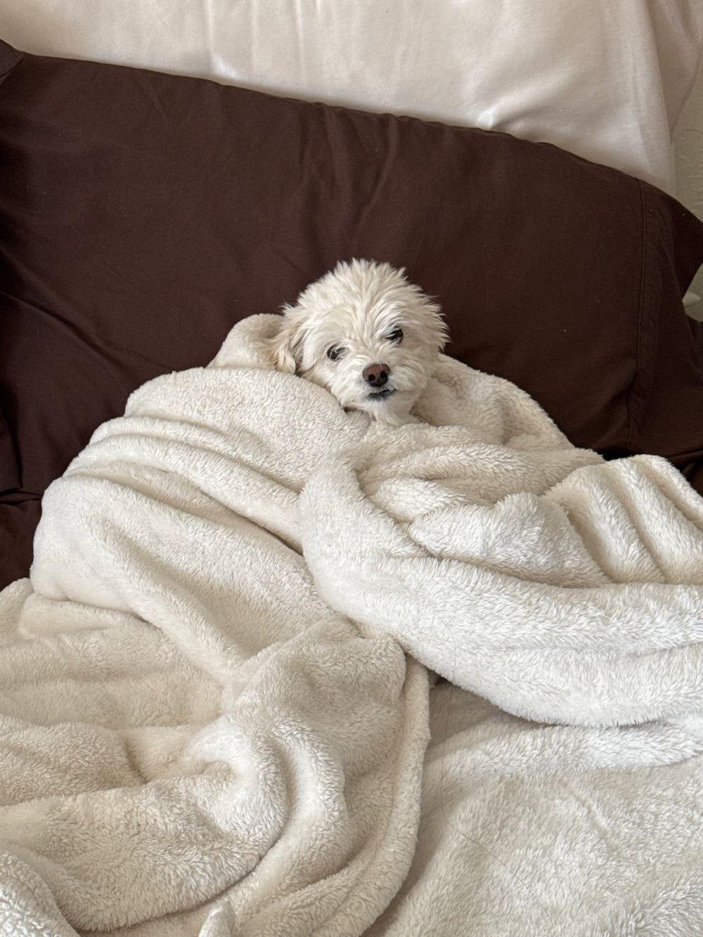Small white dog snuggled in a fluffy blanket on a bed