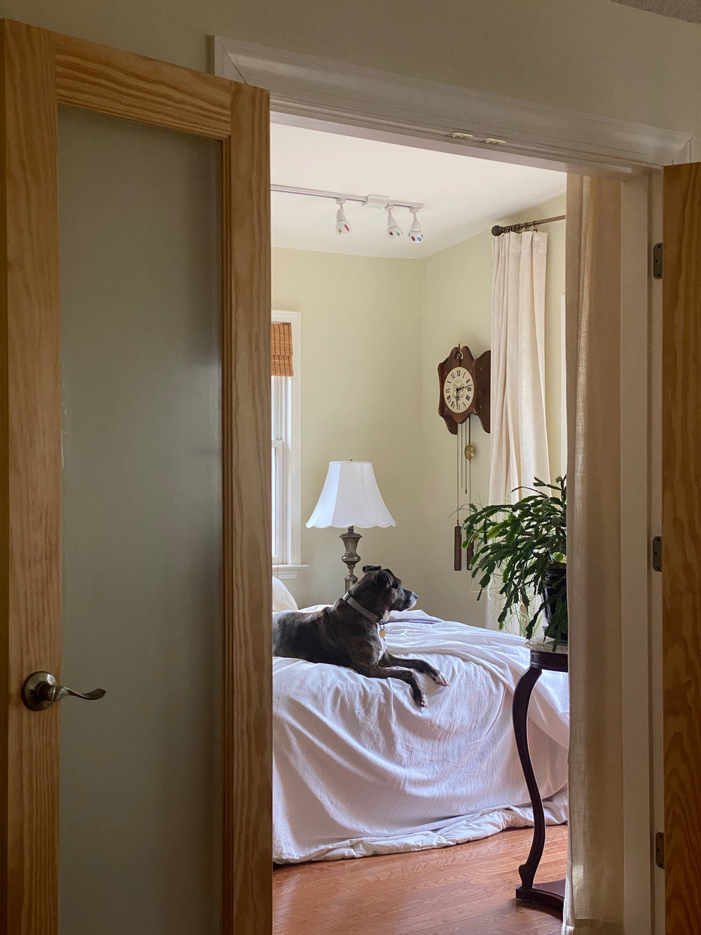 Gray dog resting on a white bed in a sunny bedroom