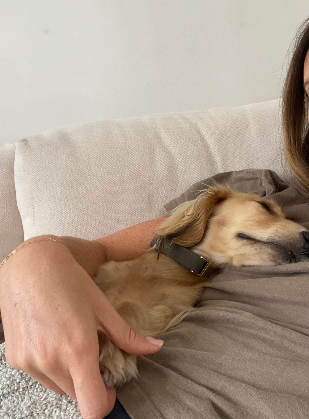 Golden puppy asleep in its owner’s arms on the couch
